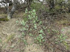 Lonicera-etrusca_стация_2